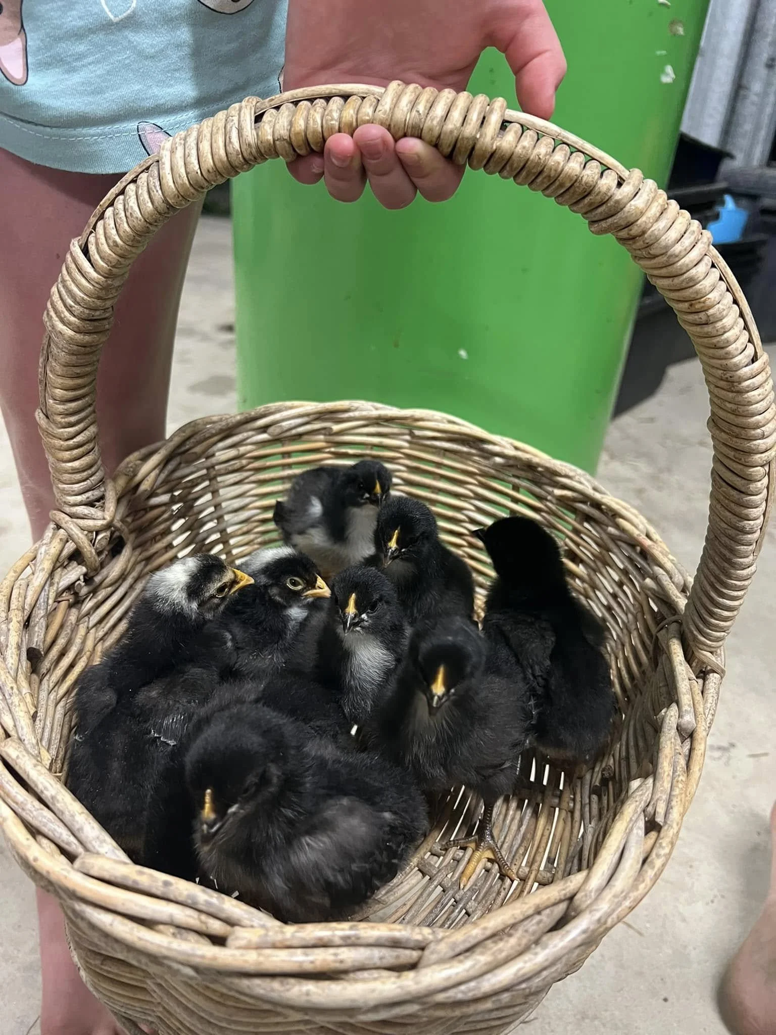 Baby Chicks KKFM.jpeg