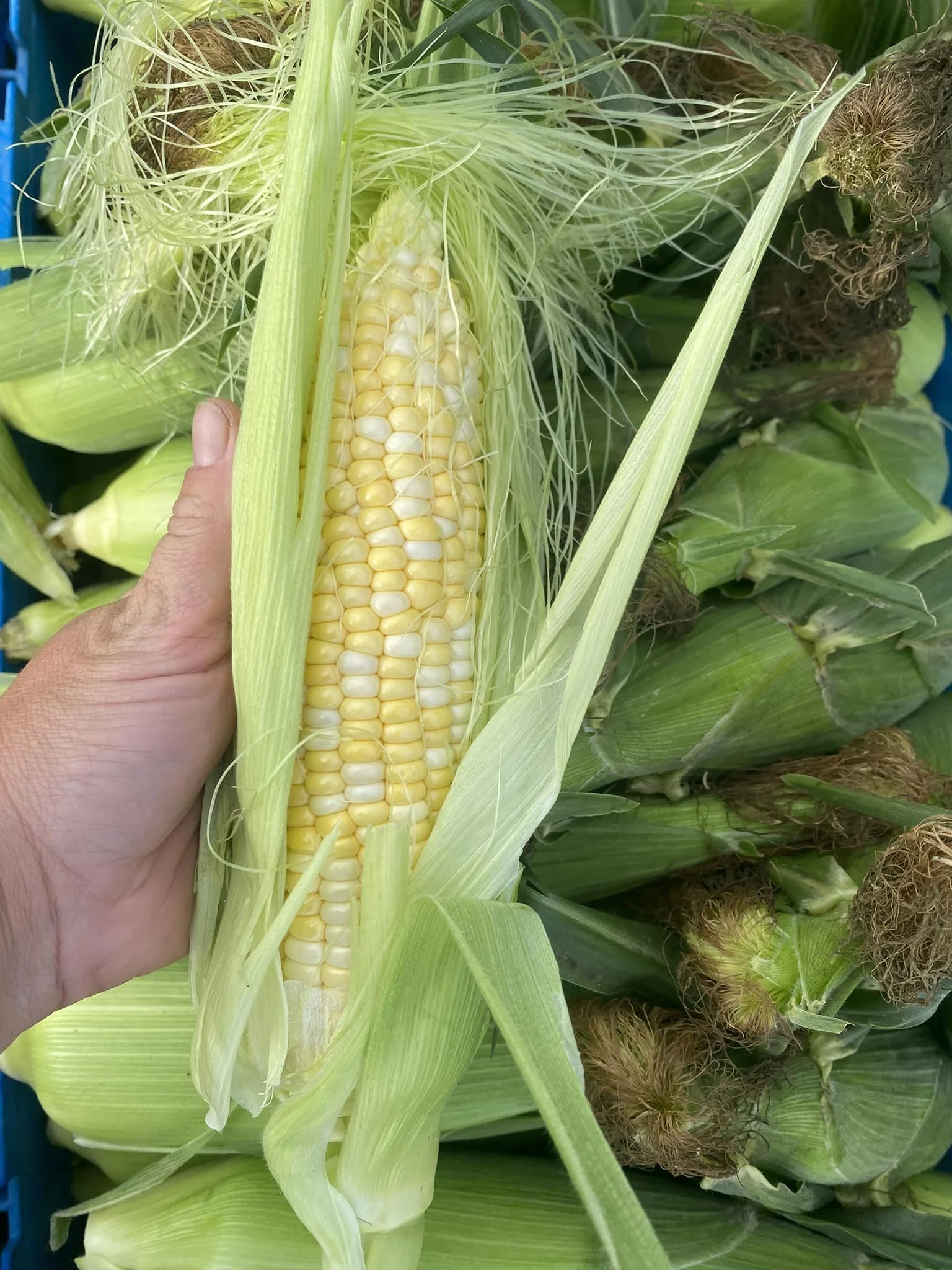 Katikati Corn Corn Hum KKFM.jpeg