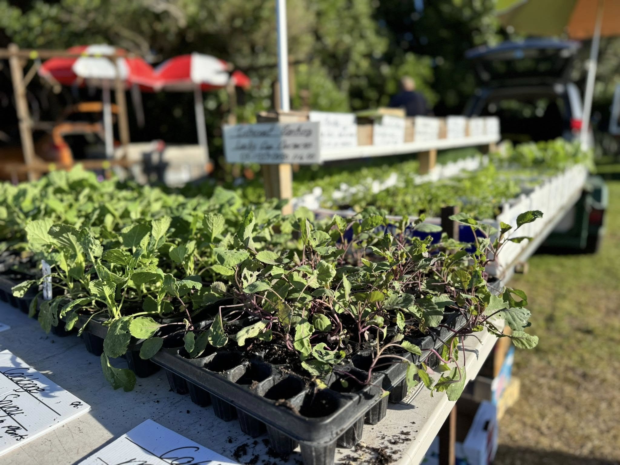 Seedlings for sale at a farmer's market