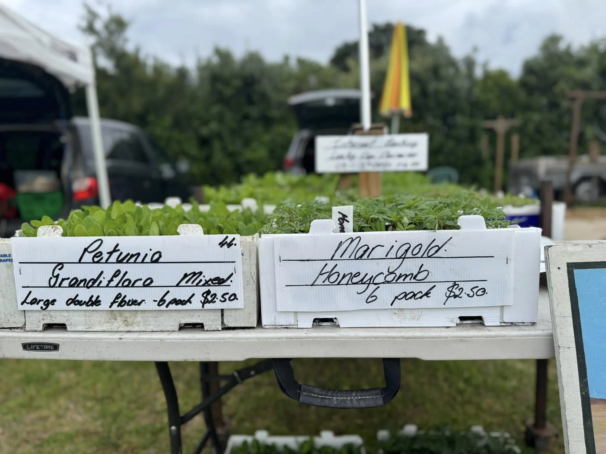 Vege Seedlings KKFM.jpeg