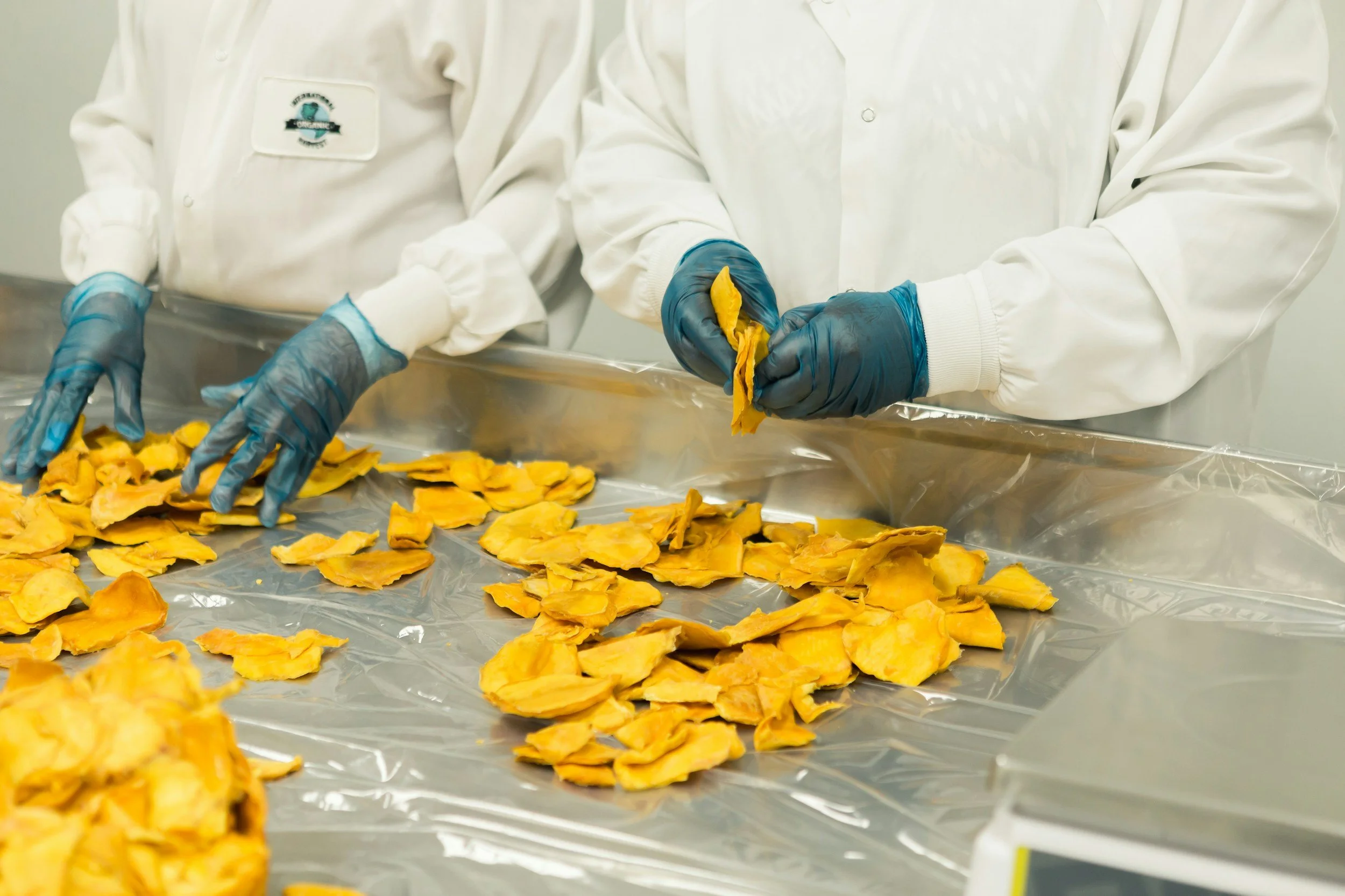 Two people wearing white lab coats and blue gloves inspecting and handling dried yellow plant material on a metal surface in a laboratory or research facility.