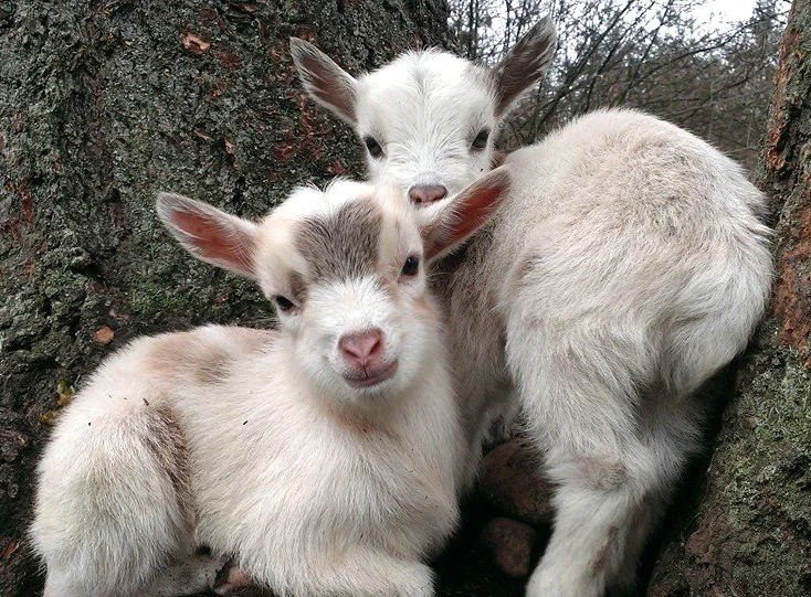 Baby Goats