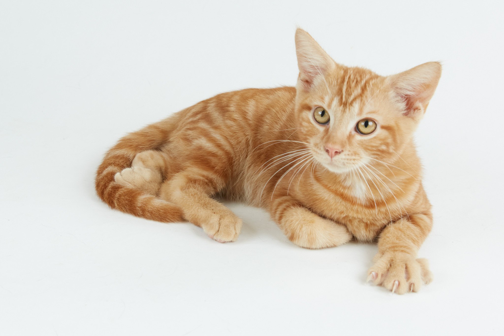 HomePage8_Cat.jpg