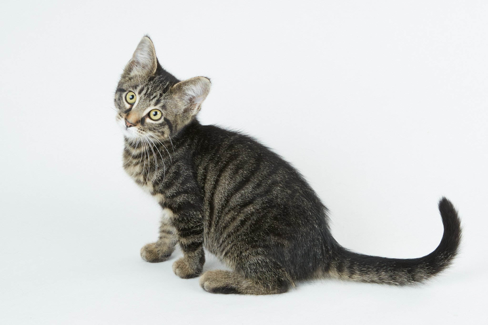 HomePage10_Cat.jpg