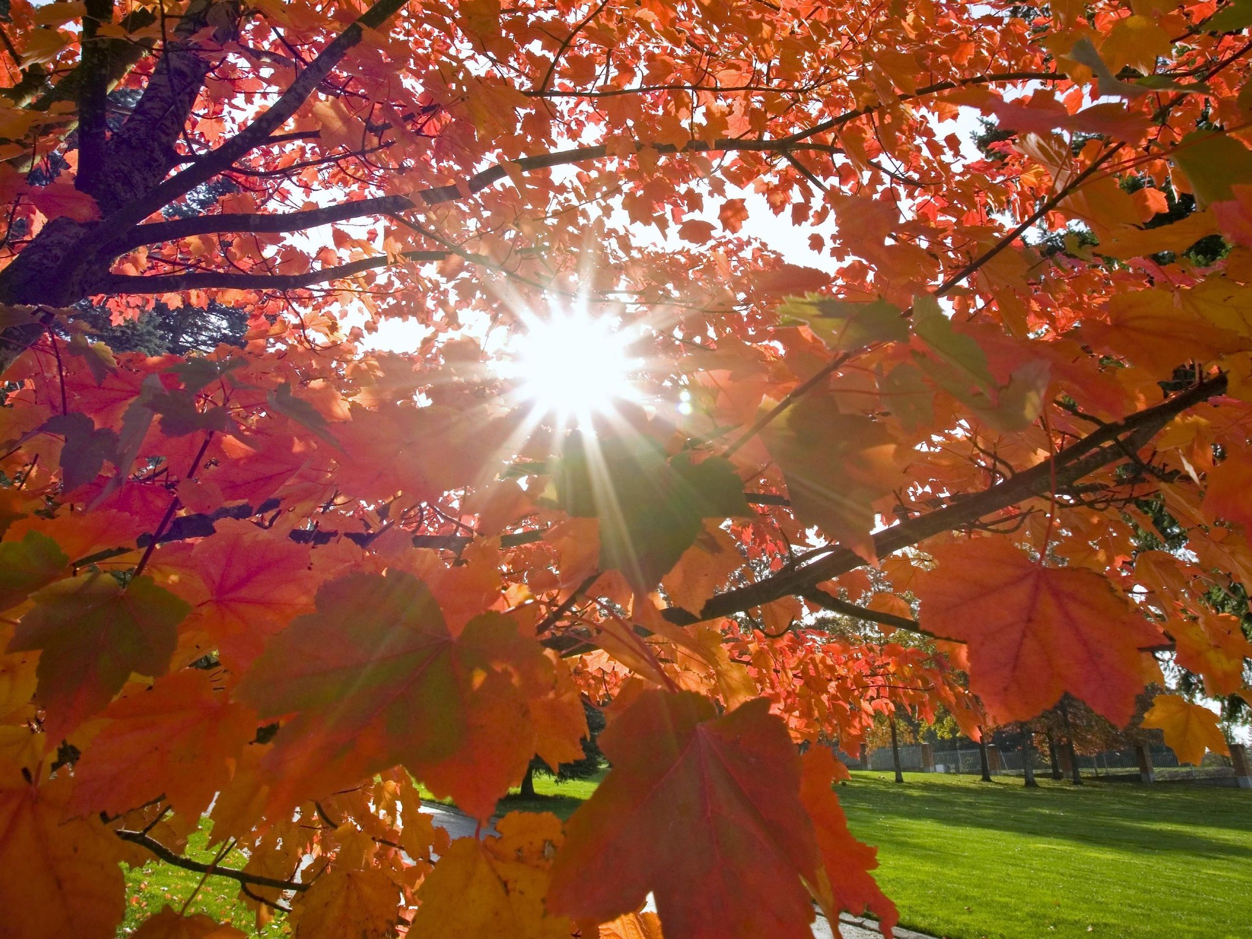 The Invitation of Fall: Slowing Down in a Season That Speeds Up