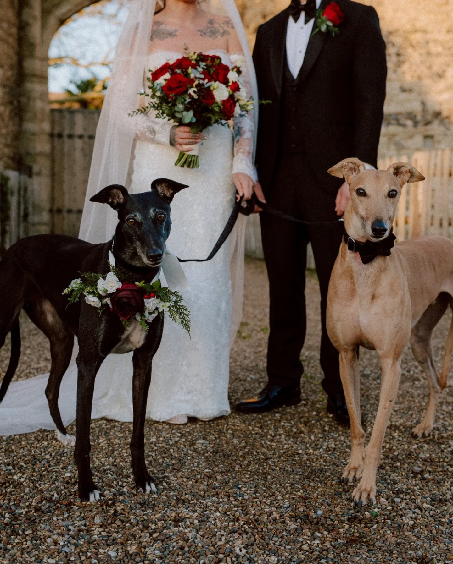 Using day fourteen prompt of #adventweddingchallege2025 &lsquo;Super Furry Animals&rsquo; as an excuse to share with you the last of my 2025 weddings and rave about my love of greyhounds - particularly @thesnugglesnoots 

I&rsquo;ve been obsessed wit
