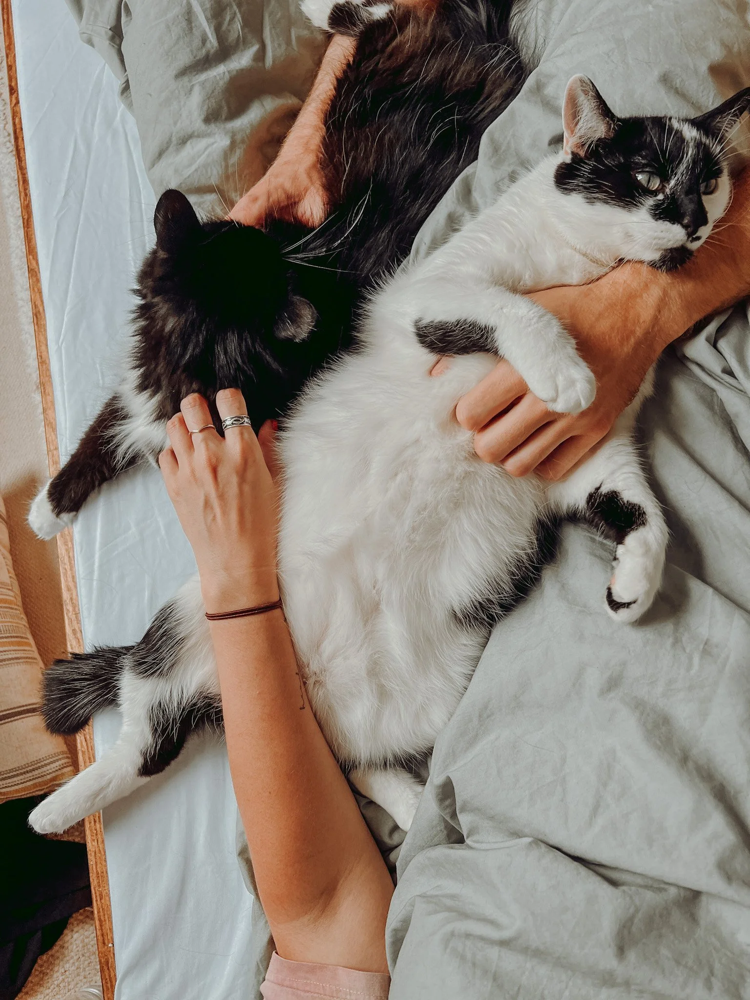 Cat photo in Brighton.JPG