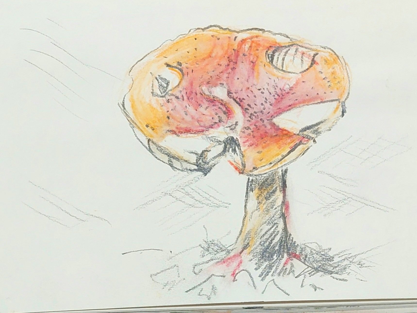 Front yard Mushroom