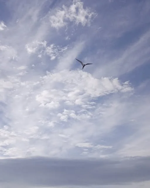 Birds eye perspective