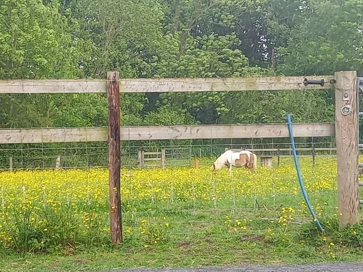 A Shetland Pony Offers Perspective