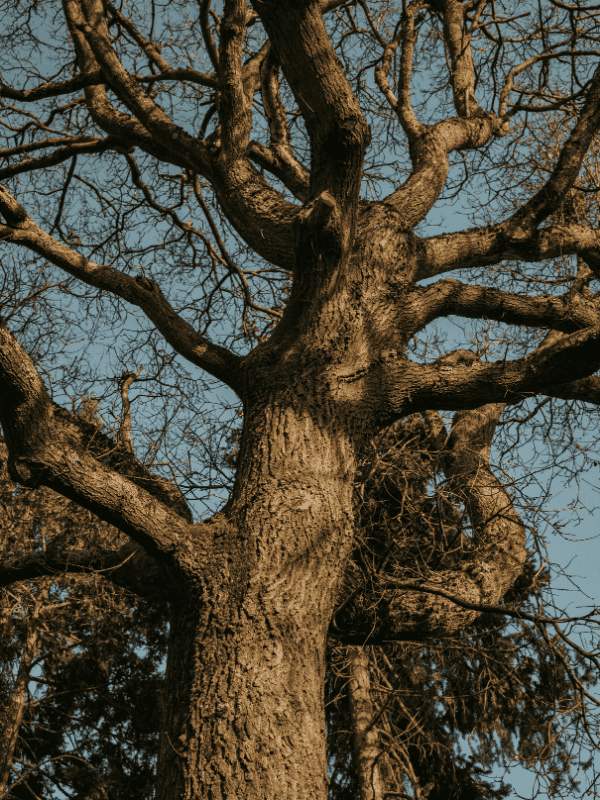 Arbre branches tordues - Demeures Vejoll