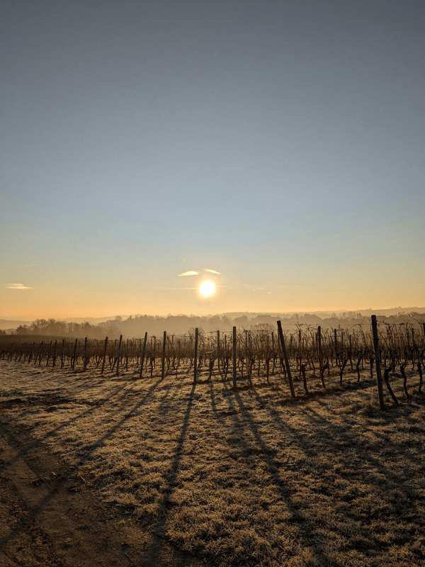Matin sur les vignes - Demeures Vejoll