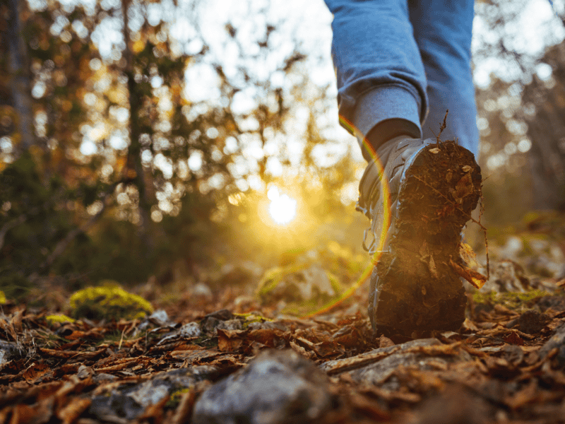 Marche en forêt - Demeures Vejoll