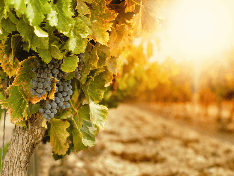 Sunset on vineyards