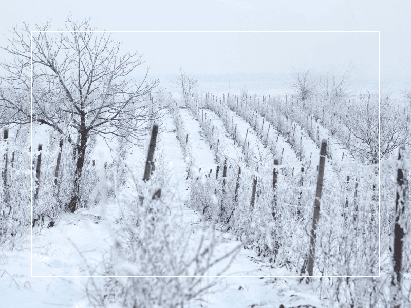 Neige sur les vignes - Demeures Vejoll