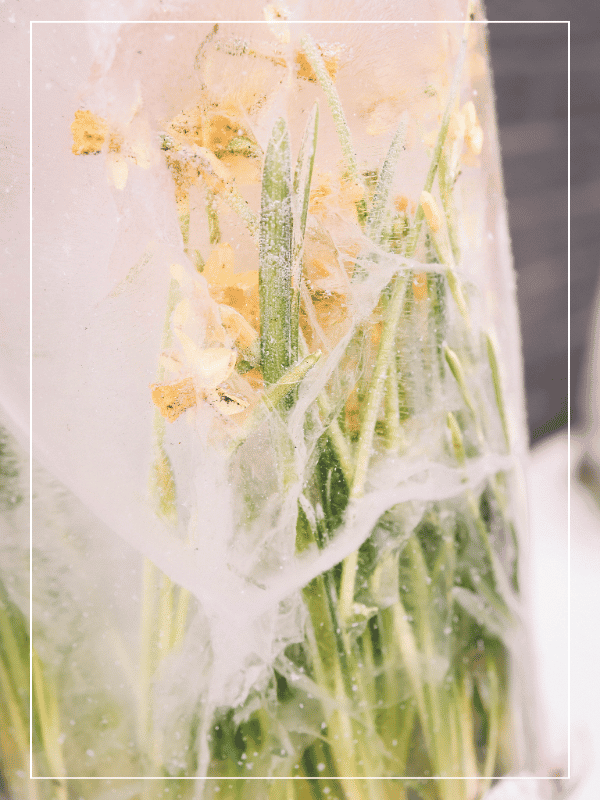 Fleurs jaune dans un bloque de glace