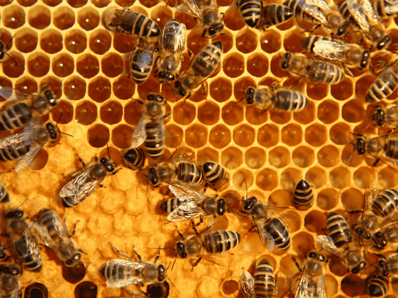 Inside of a hive with bees