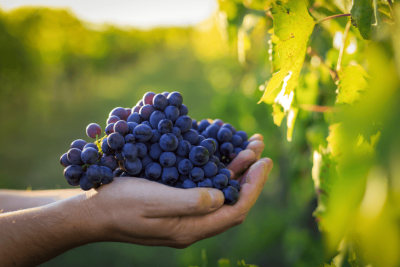 Maison Vejoll Harvest in Champagne