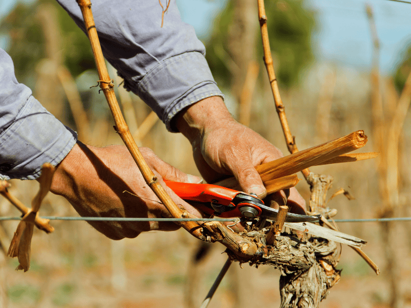 Taille des Vignes