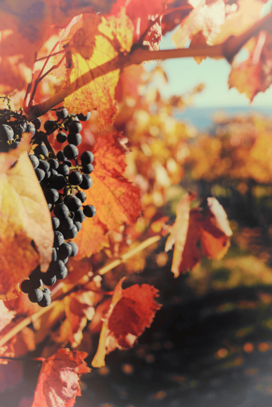 Maison Vejoll Harvest in Champagne