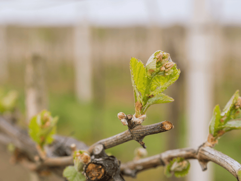Bourgeon de Vigne