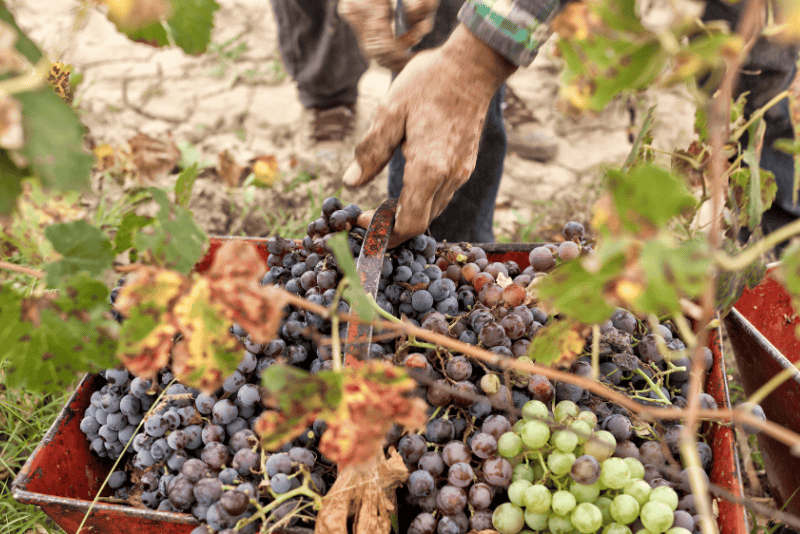 Maison Vejoll Harvest in Champagne
