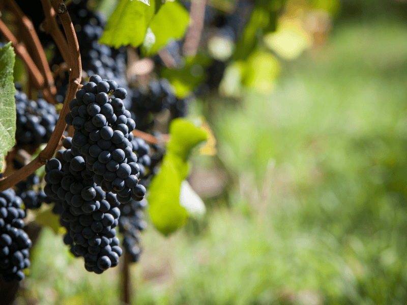 Grappes Pinot Noir