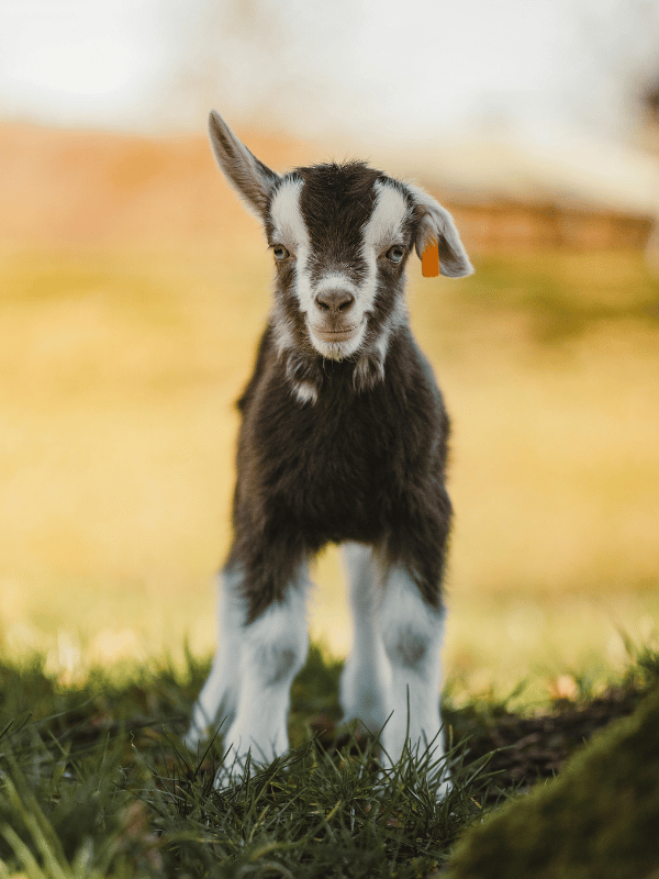 Baby goat on grass with a blurred background