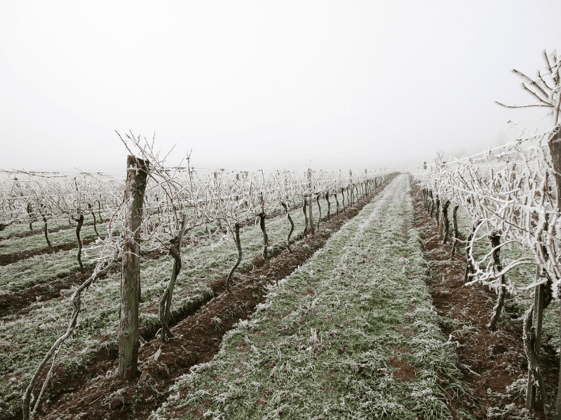 Vignes gelées