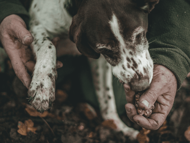 Chien chasse à la truffe