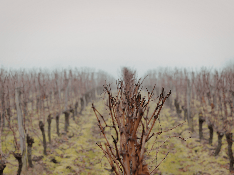 Vignes Dormantes