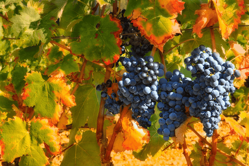 Maison Vejoll Harvest in Champagne
