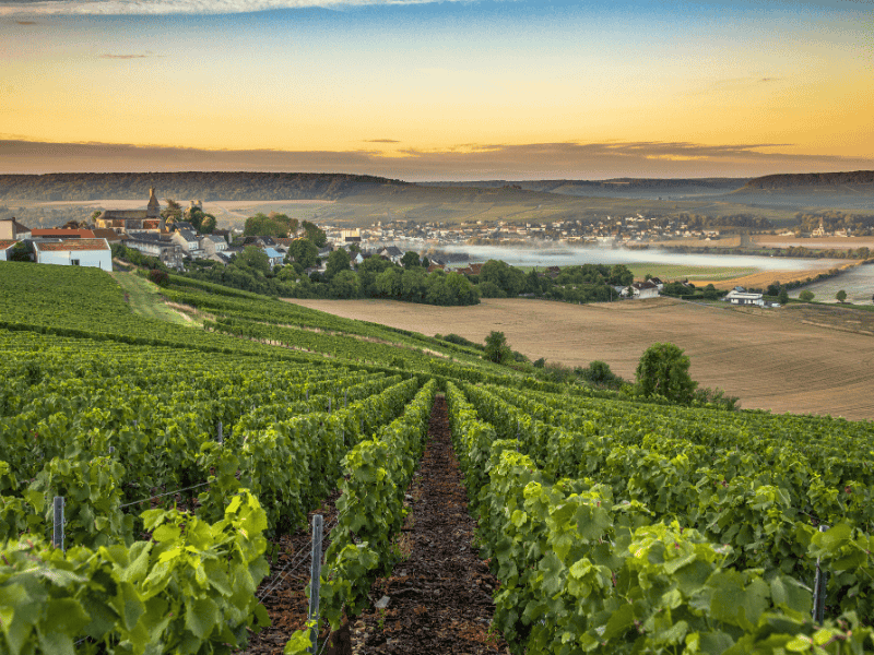 Vue sur les vignes, couché de soleil