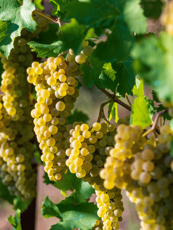 Grappes de Chardonnay