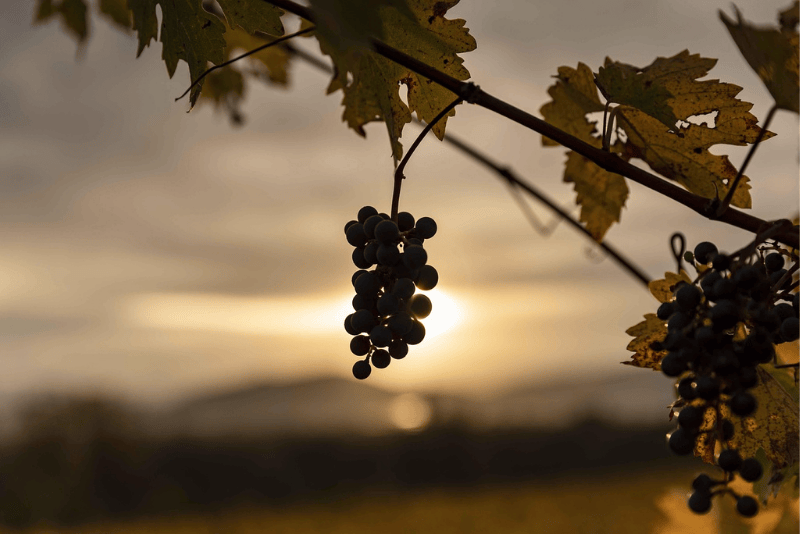 Maison Vejoll Vivre au ralenti