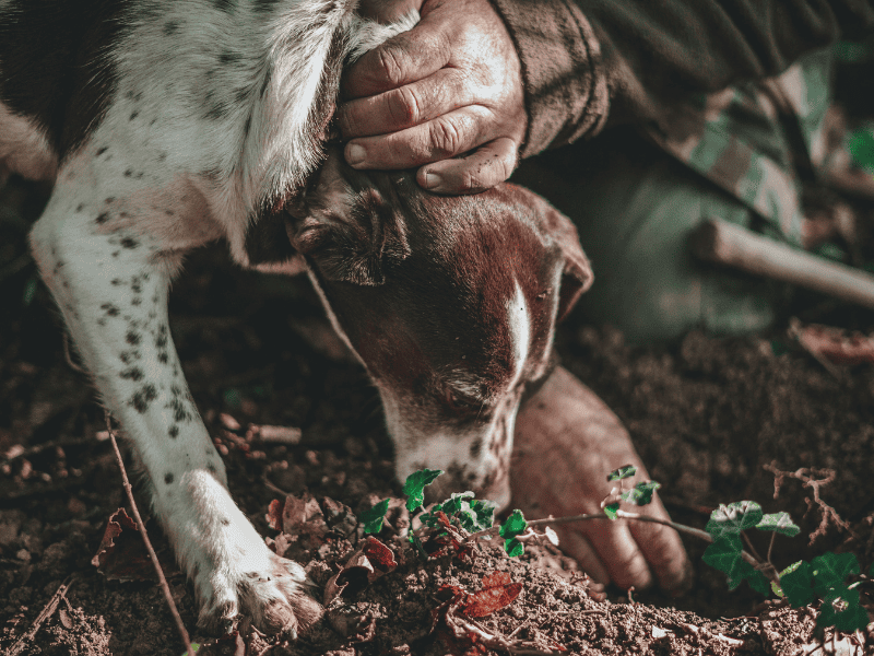 Chien chasse à la truffe