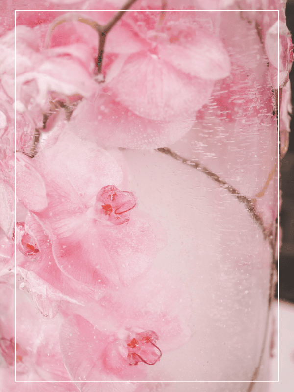 Fleurs rose dans un bloque de glace