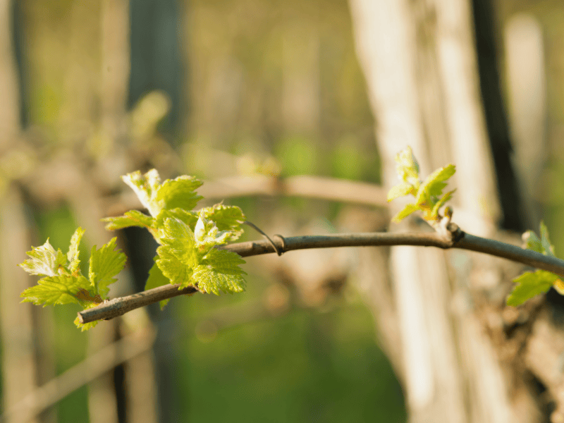 Bourgeon de Vigne