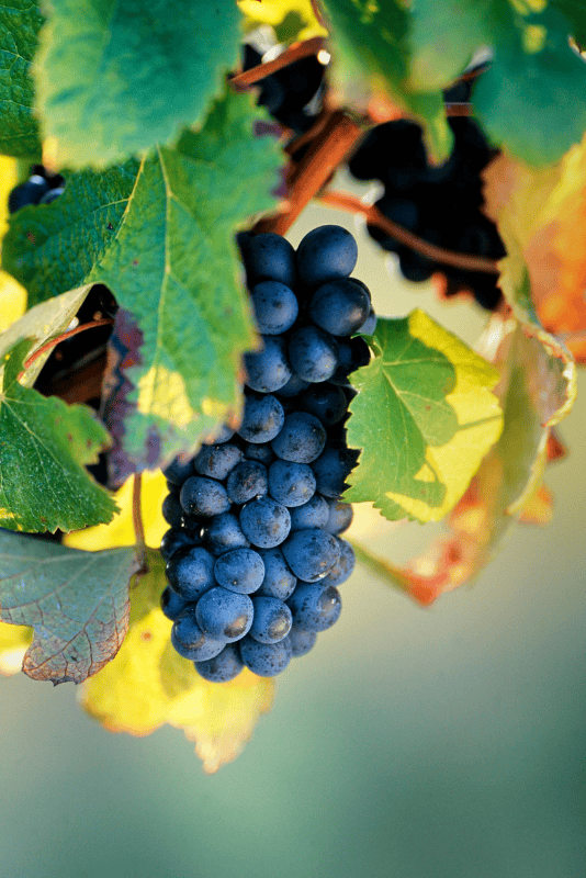 Maison Vejoll Harvest in Champagne
