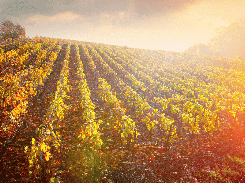 Sunset on a Champagne vineyard