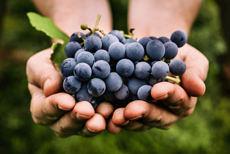 Maison Vejoll Harvest in Champagne