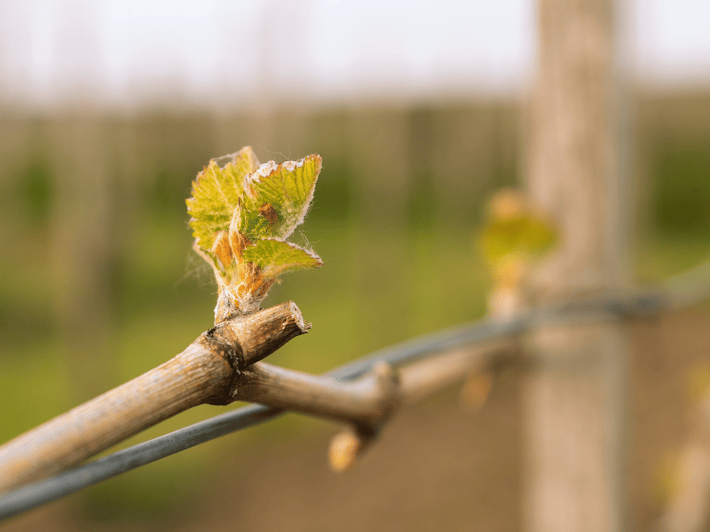 Bourgeon de Vigne