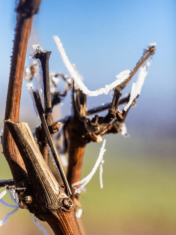 Vigne Gelée - Demeures Vejoll