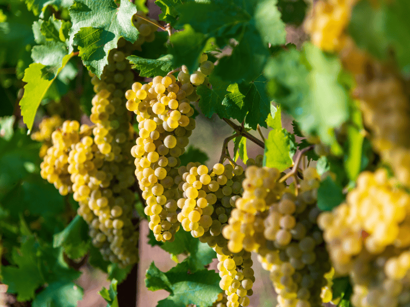 Grappes de Chardonnay