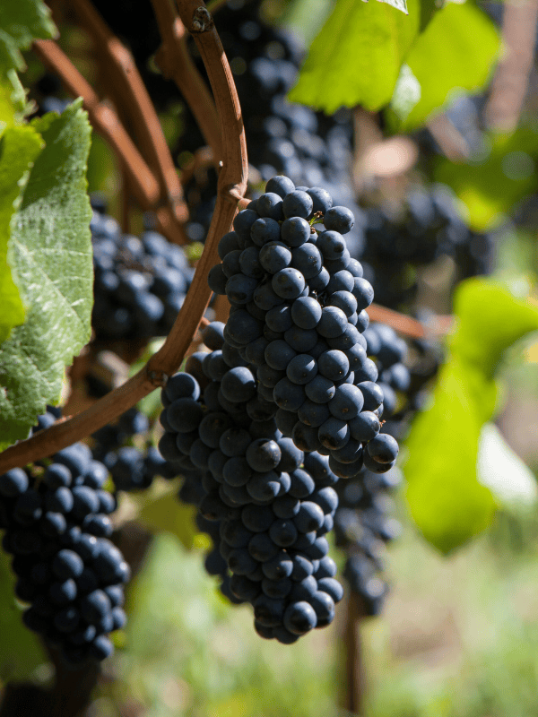 Grappes de Pinot Noir