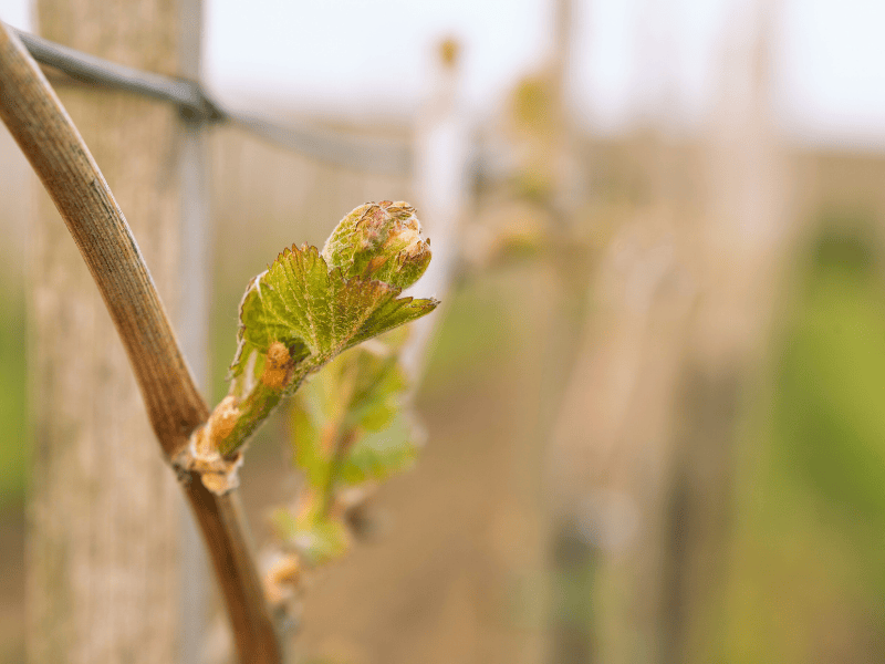 Bourgeon de Vigne