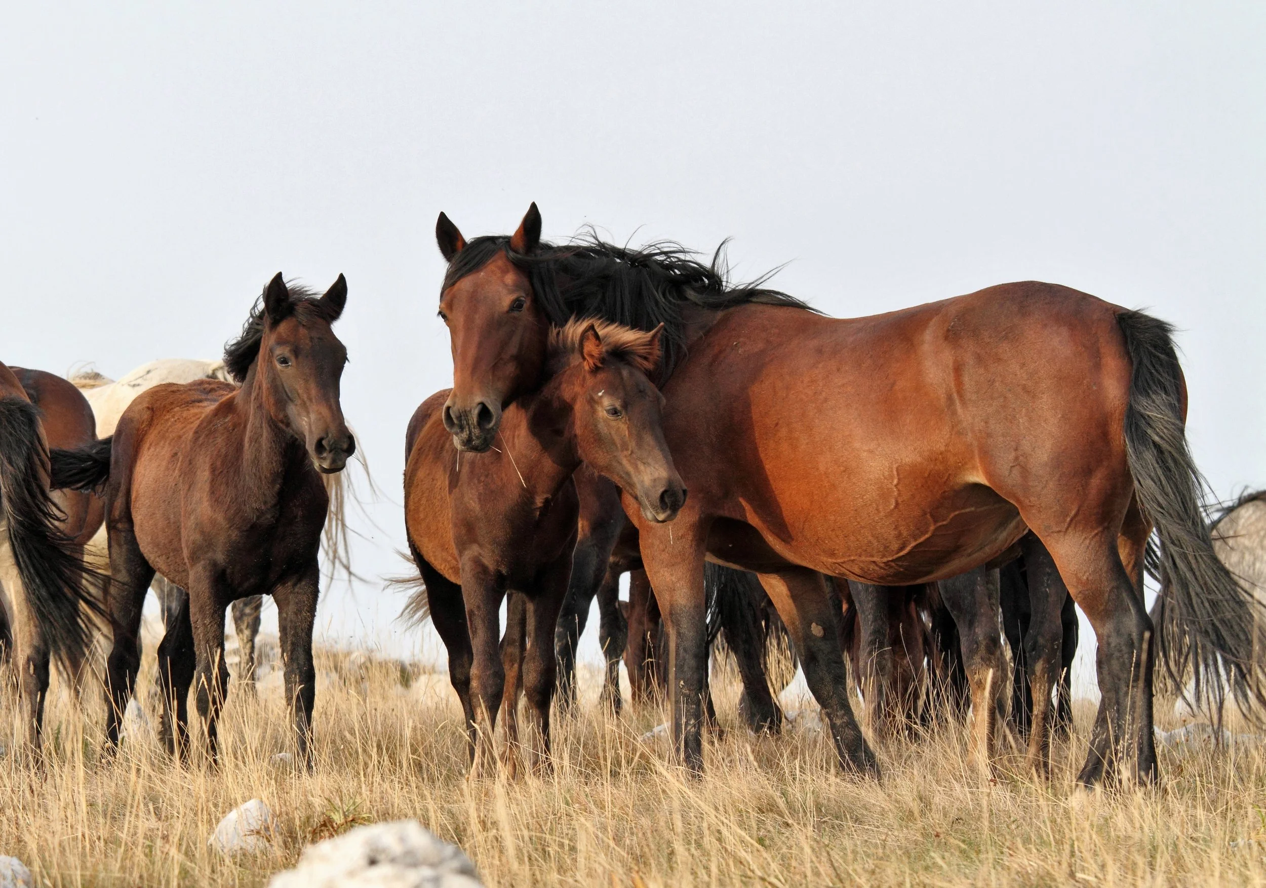 Herd_Of_Wild_Horses_original_451279.jpg