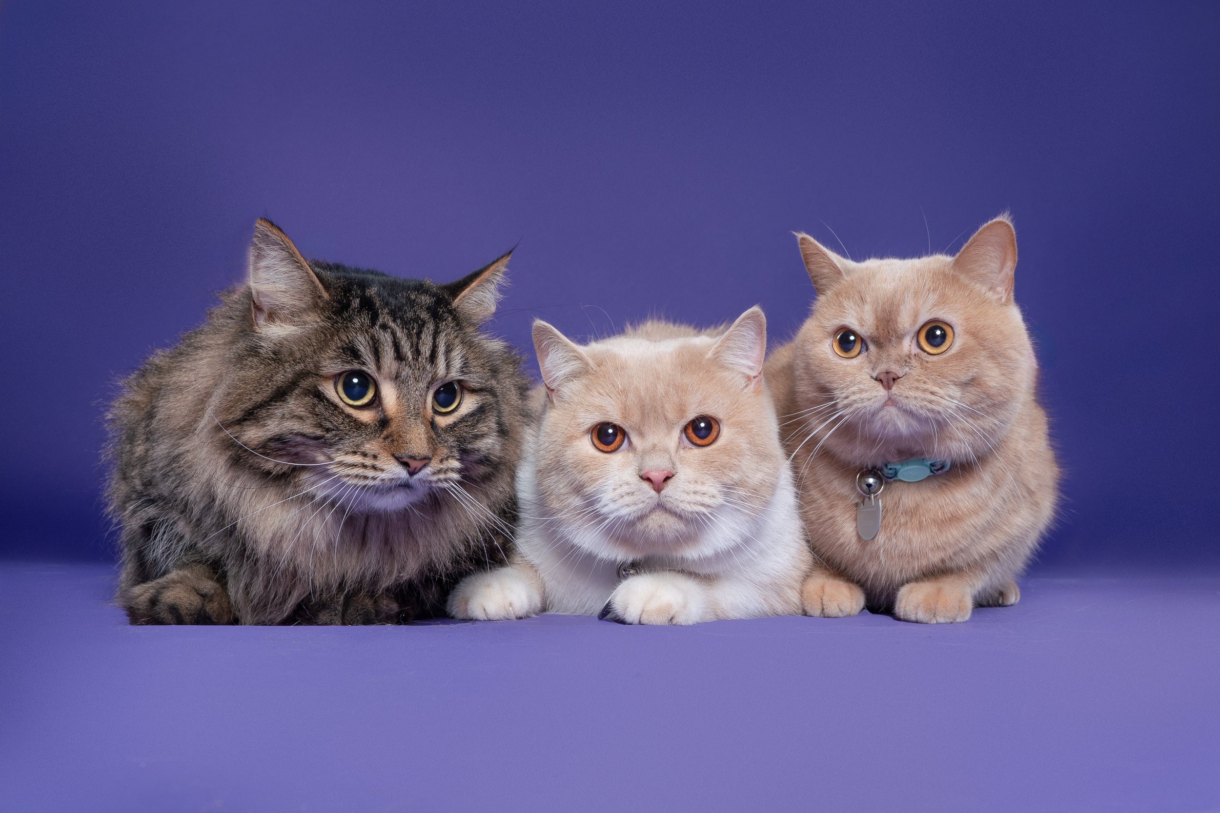 Three cats lying on a purple surface against a purple background