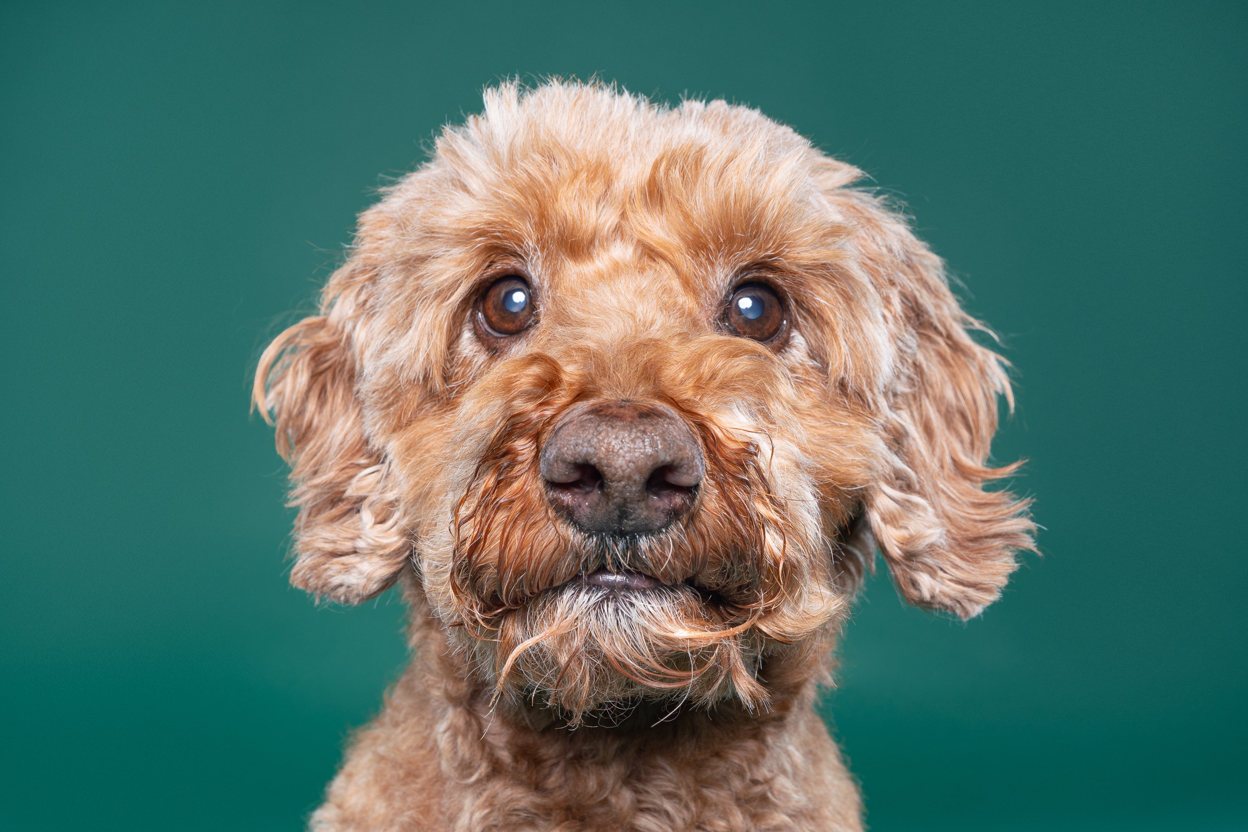 Close-up portrait of a brown curly-haired dog with a textured background.