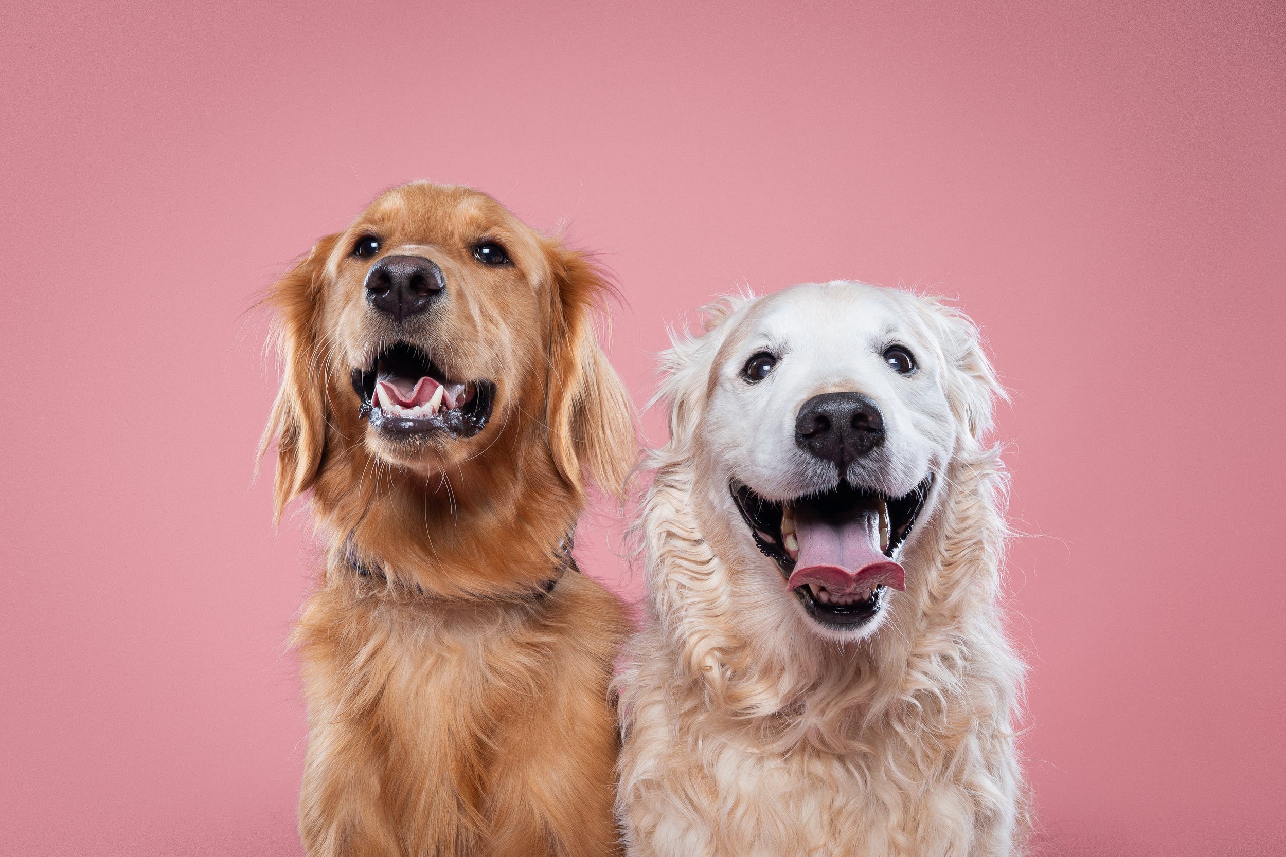 Two Golden Retrievers with happy expressions standing close together against a pink background.